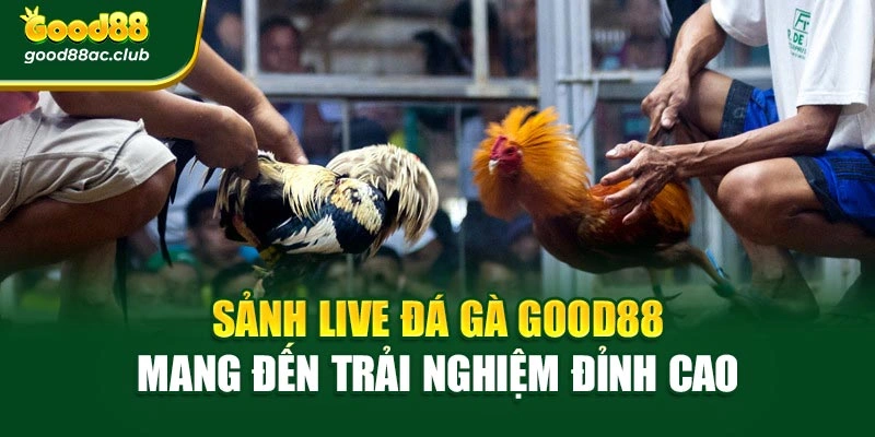 Sảnh Live Đá Gà Good88 Mang Đến Trải Nghiệm Đỉnh Cao